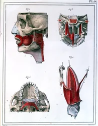 Anatomy of the throat and jaw, from 